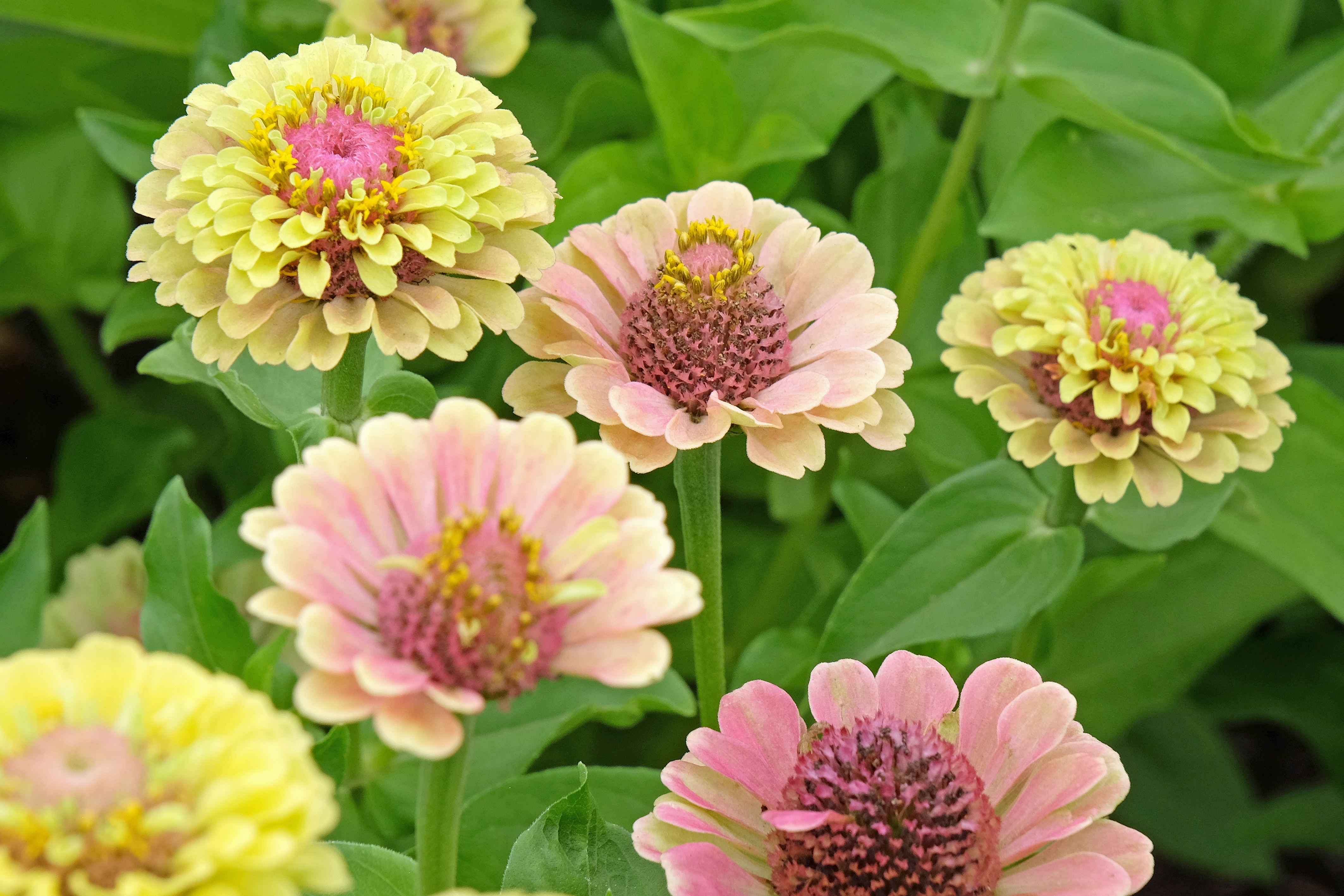 Pink, yellow and lime green Zinnia elegans, or common zinnia ‘Queen Lime Blush’ in flower.