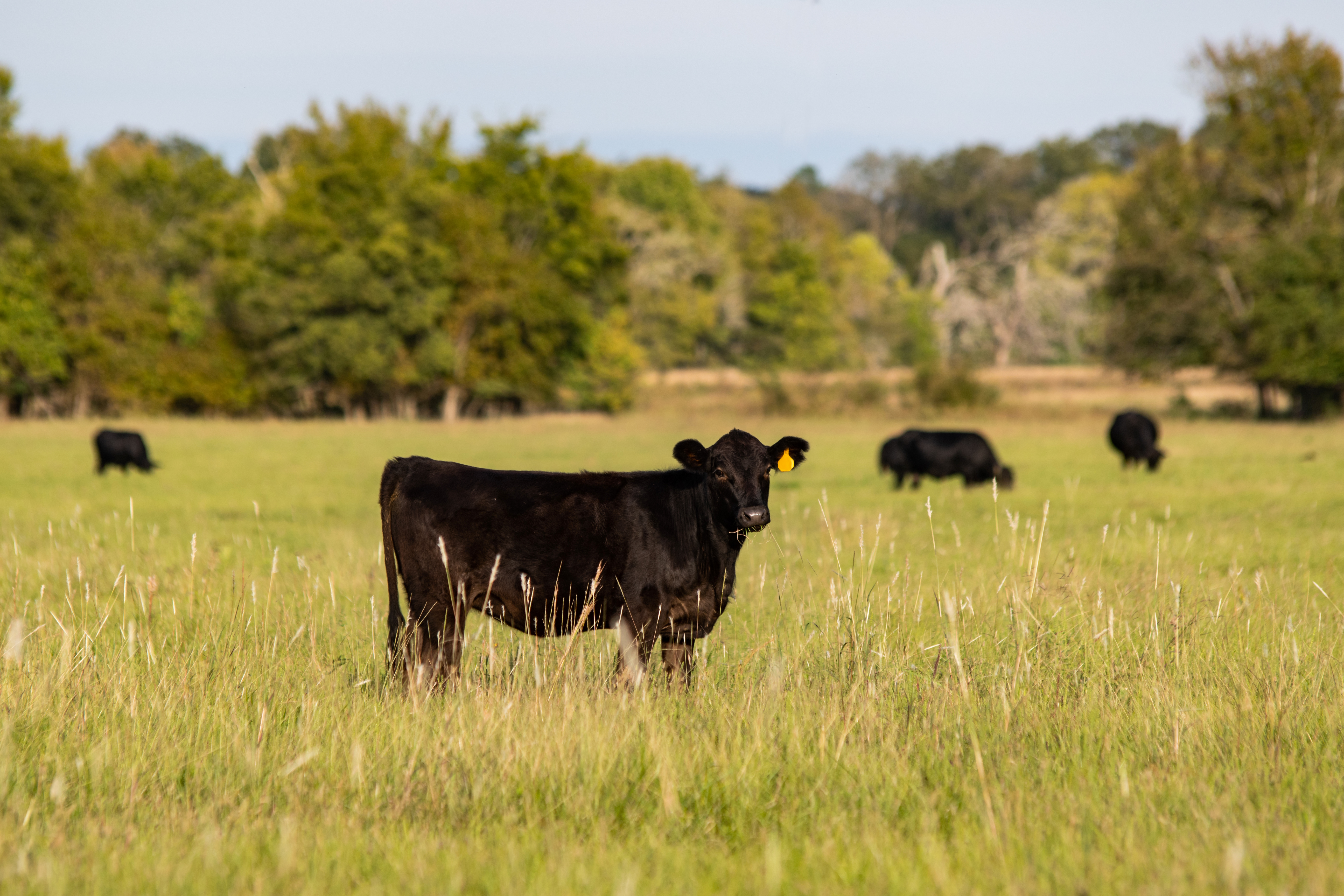 Angus calf with herd out of focus