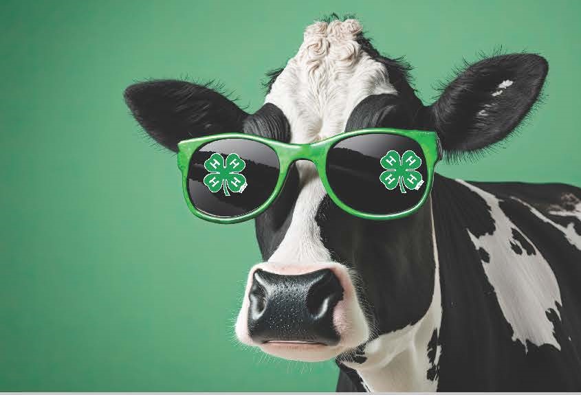 cow with 4-H sunglasses on