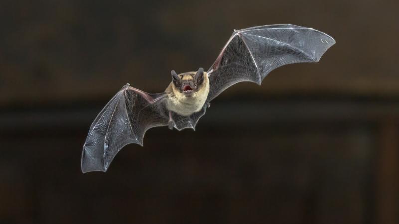 Flying Pipistrelle bat on wooden ceiling