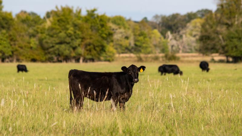 Angus calf with herd out of focus